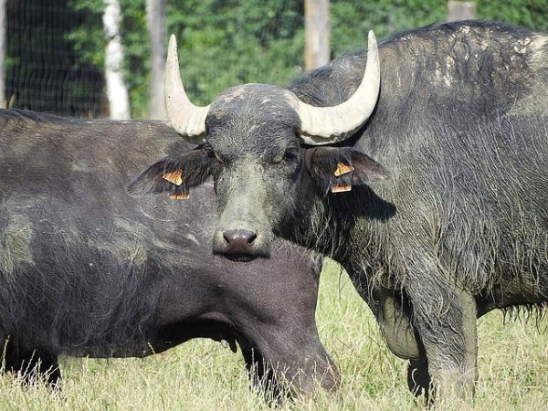 Kurbanlık Manda – Canlı Kilo - Görsel 4