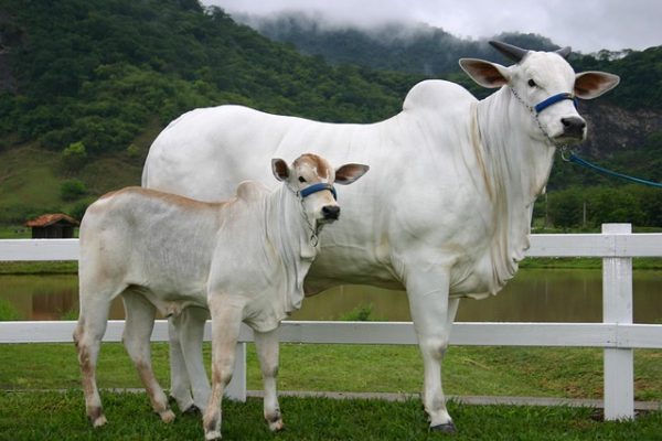 Kurbanlık Dana – Canlı Kilo Seçenekli - Görsel 3
