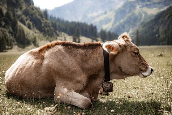 Kurbanlık Dana – Canlı Kilo Seçenekli - Görsel 6