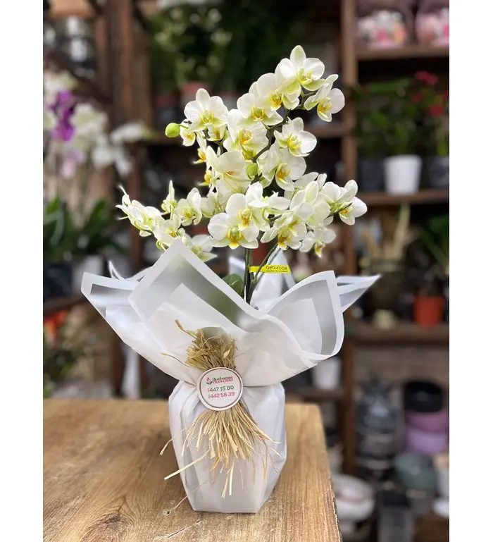 Multi mor orkide çiçeği - Görsel 1