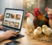Kümes Hayvanları Satışı Online Nasıl Yapılır?
