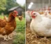Köy Tavuğu ile Normal Tavuk Farkı Nedir?