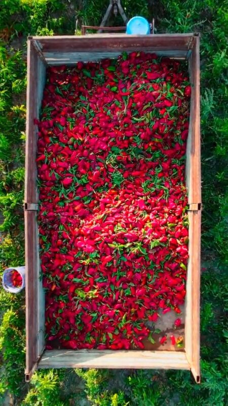 Sivri Biber (Kg)
