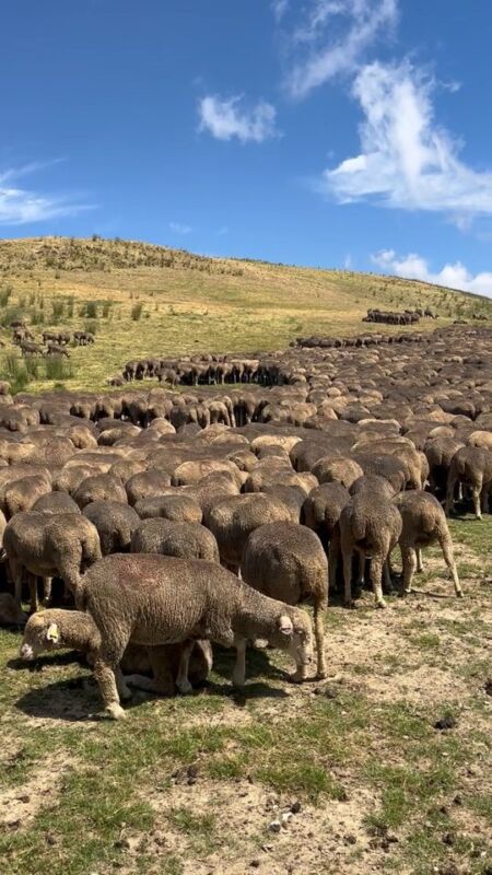 Merinos Koyun (Damızlık)