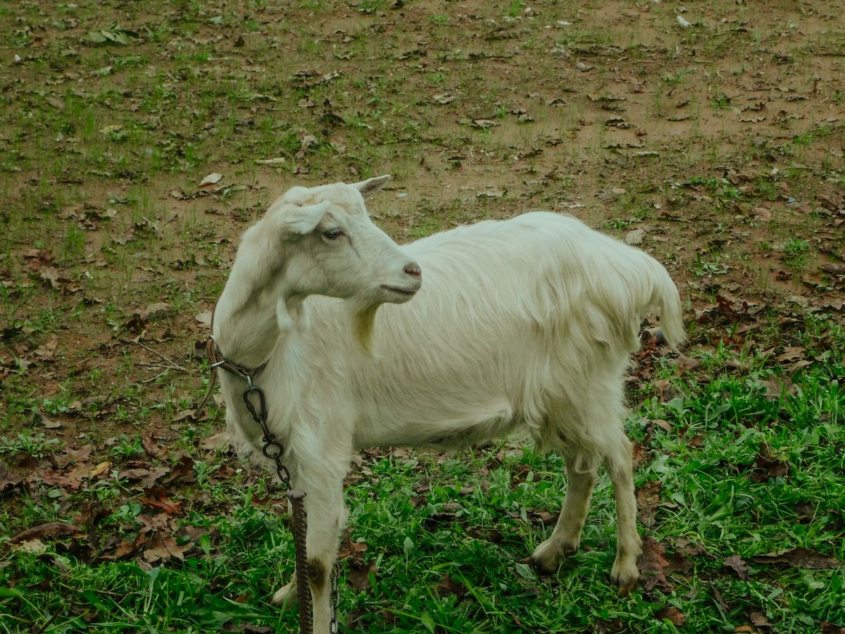 Saanen Keçi (Sağmal)