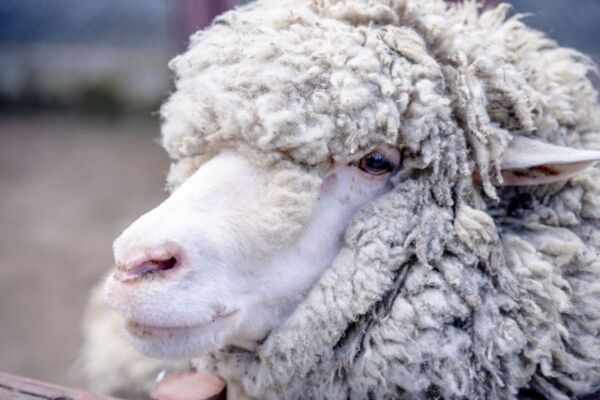 Merinos Koyun (Damızlık)